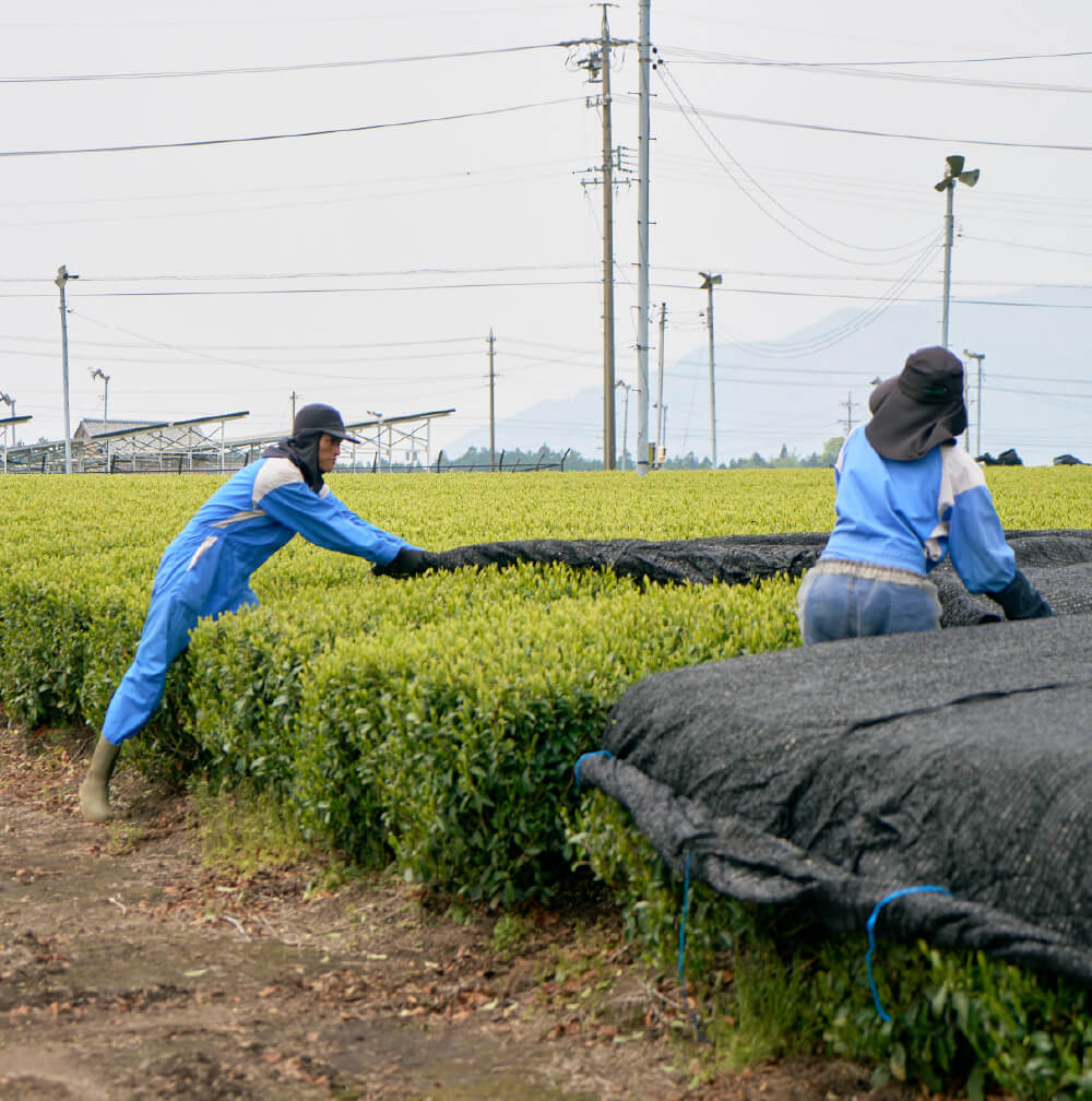 画像：茶葉に覆いかぶせ茶を育てるスタッフ