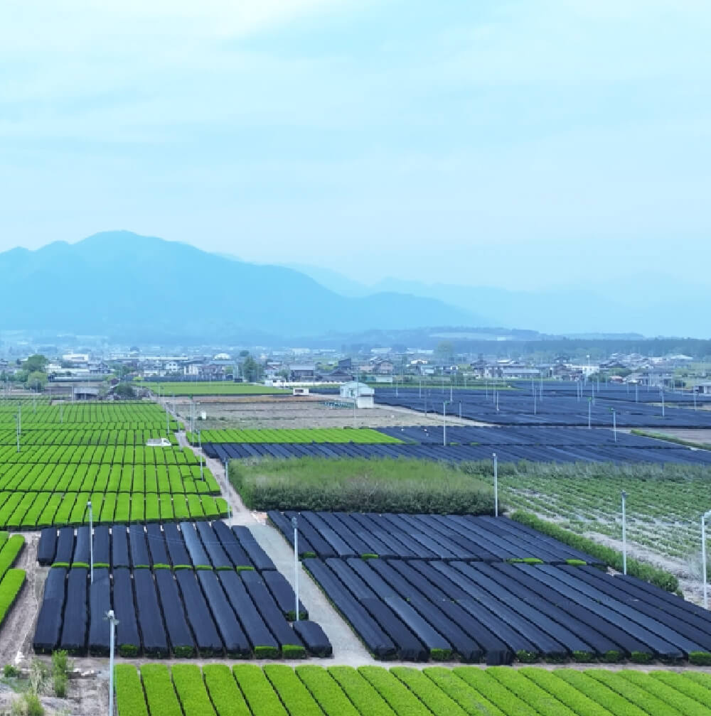 画像：かぶせ茶を育てている風景