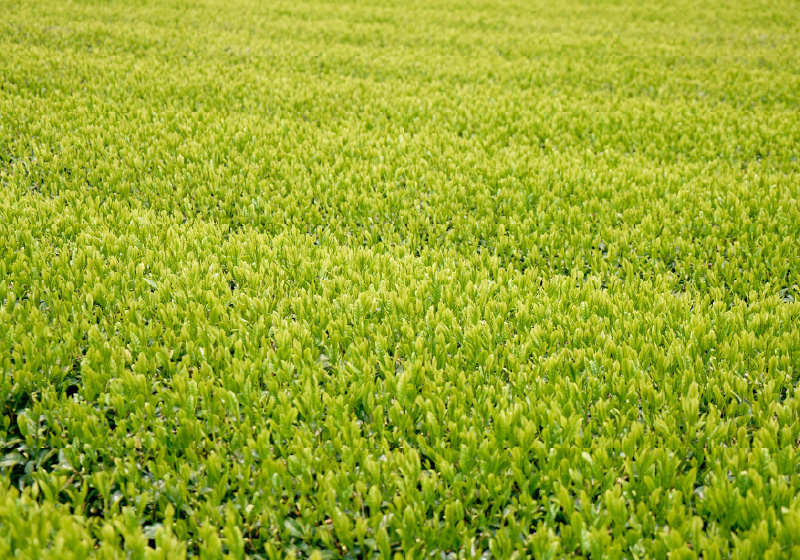 画像：萩村製茶の茶畑