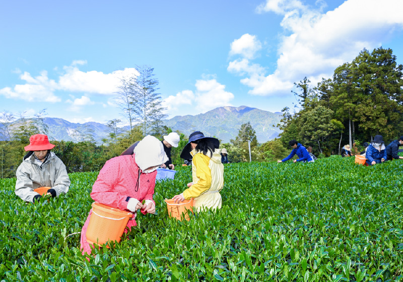 画像：茶畑で茶葉を手摘みする様子