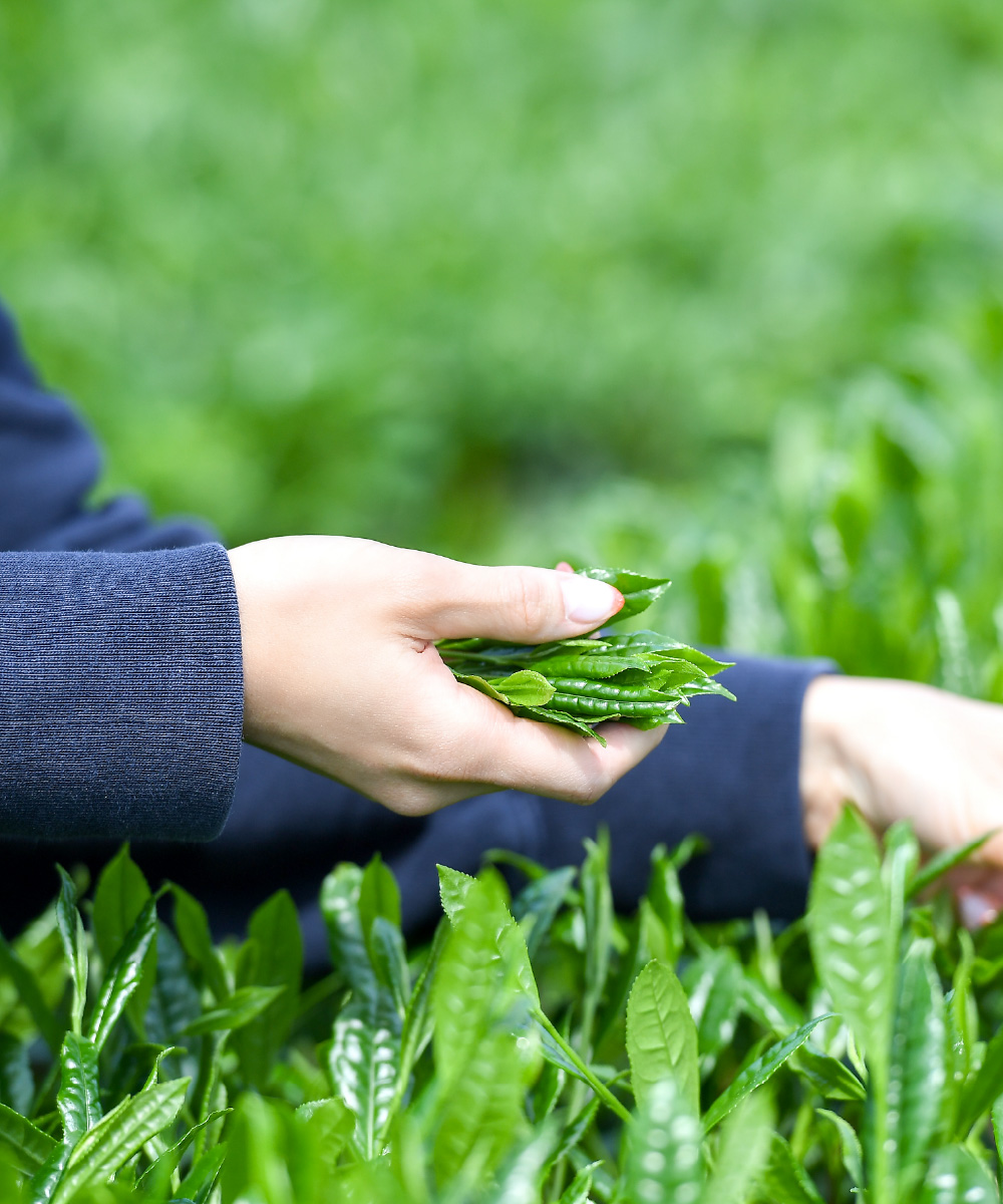 画像：茶畑で茶葉を手摘みする様子