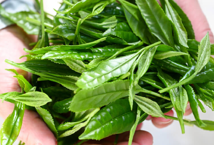 画像：新鮮な茶葉